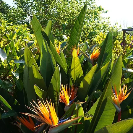 Florio Parghelia Fitili